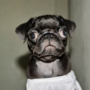 Dog2020