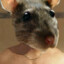 Dope Rat