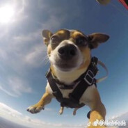 †Aero†Doggo†CSGOSKINS