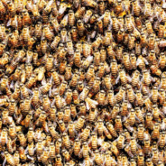 29,999 Confused Bees