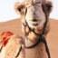 kamel very beautiful