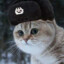 Very Soviet Cat