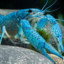 Blauer Floridakrebs