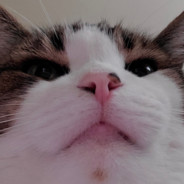 DankeKatze
