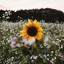 sunny