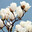 Group Avatar