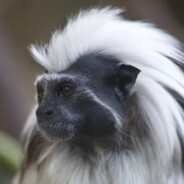 Cotton Top Tamarin