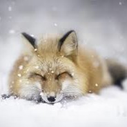 cLayFox
