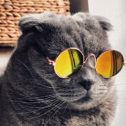 ApexSlayer's Avatar