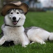 Polanostra