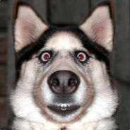 Husk - steam id 76561197961355036