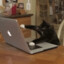 Cat that goes through internet