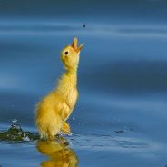 DuCky. - steam id 76561197961366159