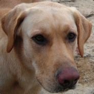 @KrogDog101's Avatar