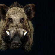 30-50 Feral Hogs