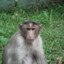 macaco vascaíno