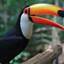 Toucan