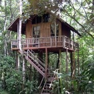 TheTreeHouseExpert's Avatar