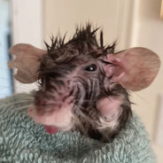 The wet rat