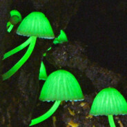 Fungi