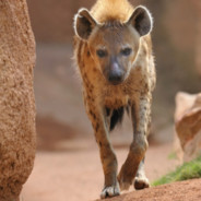Hyena tradeback.io