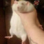 ratirl