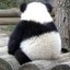Still panda