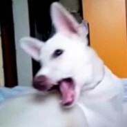Лилифуф