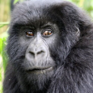 ★ Monkee