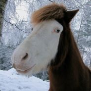 horseprotest