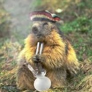Beaver