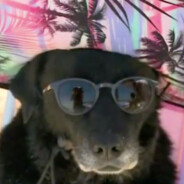 bicarbonato de ódio