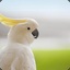 Cockatoo