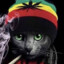 rasta cat