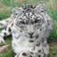 Leopardo