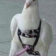 cock pigeon