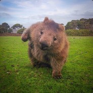 Dirty_Wombat avatar