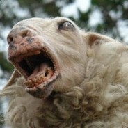 Belligerent Lamb's Avatar