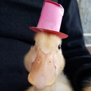 duck