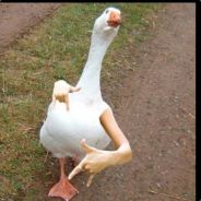 pobaduke