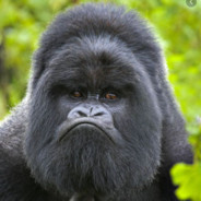 Fat gorilla