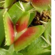 phil (chasseur de marmotte)'s Avatar