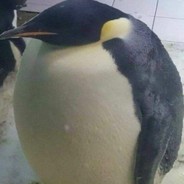 Шииииишка