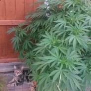 Weedlix