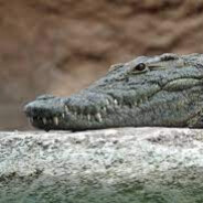 Crocodile=funny avatar