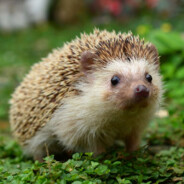 The Soft Hedgehog's Avatar