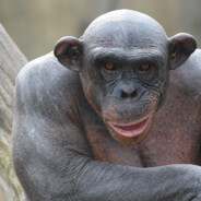 Wlad the Bad with a M4A4 polymag