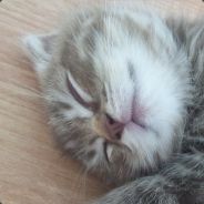 CEO_CAT✿