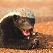Badger