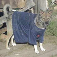 Бычий цепень